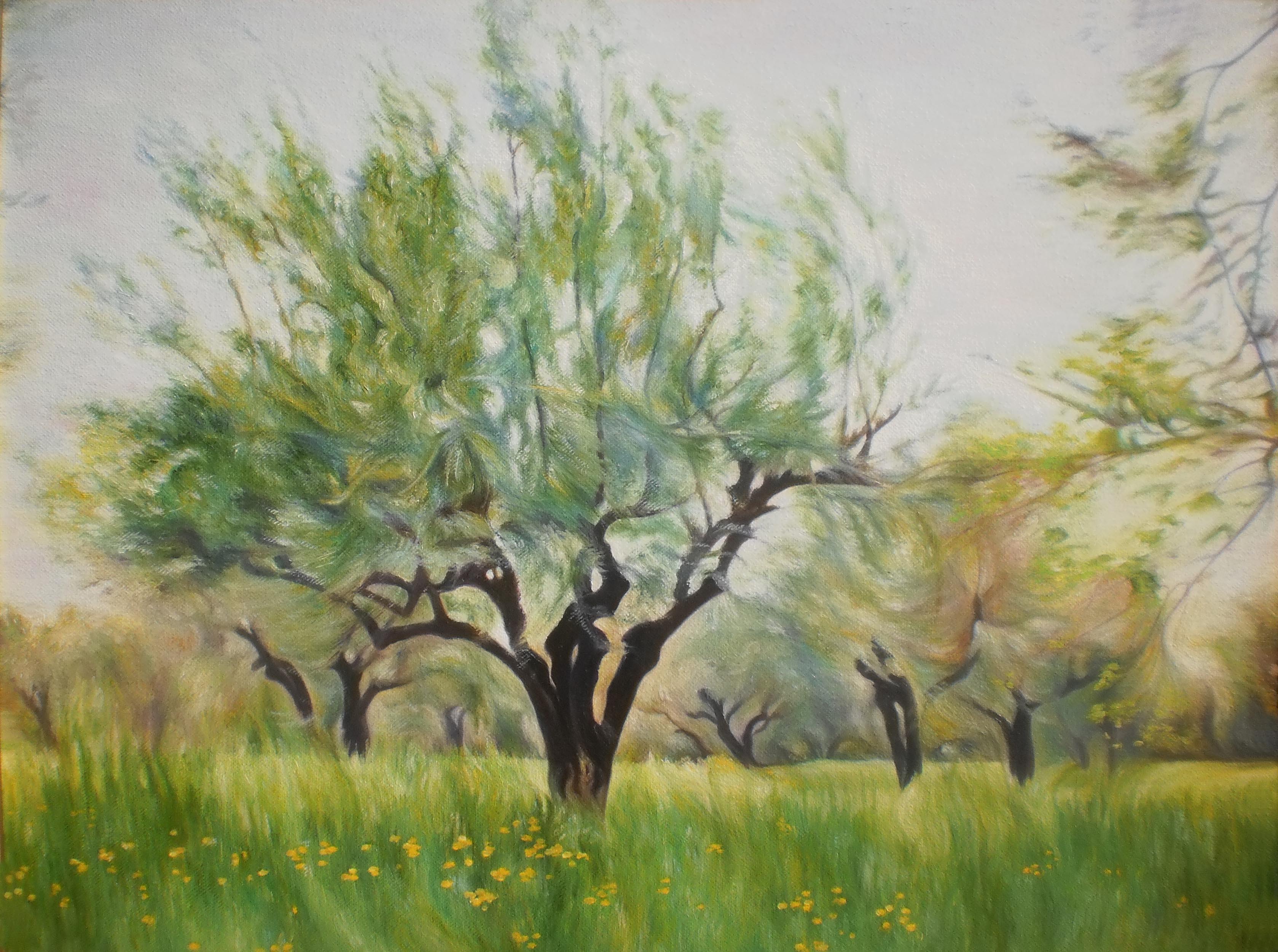 -Olive trees, windy- Dimensions: 50cm x 38cm